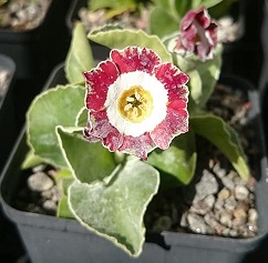 Primula auricula 'Green Ring' - 8cm pot 